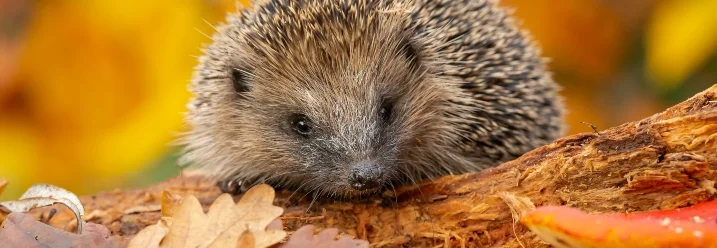 Igel in herbstlichem Laub